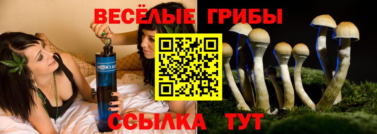 Волгодонск  где купить   Вход с VPN  Галлюциногенные грибы Psilocybe 